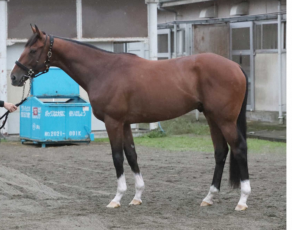 アスクビクターモア