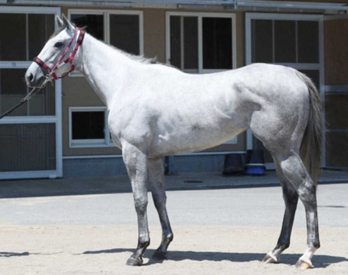 ゴールデンハインド