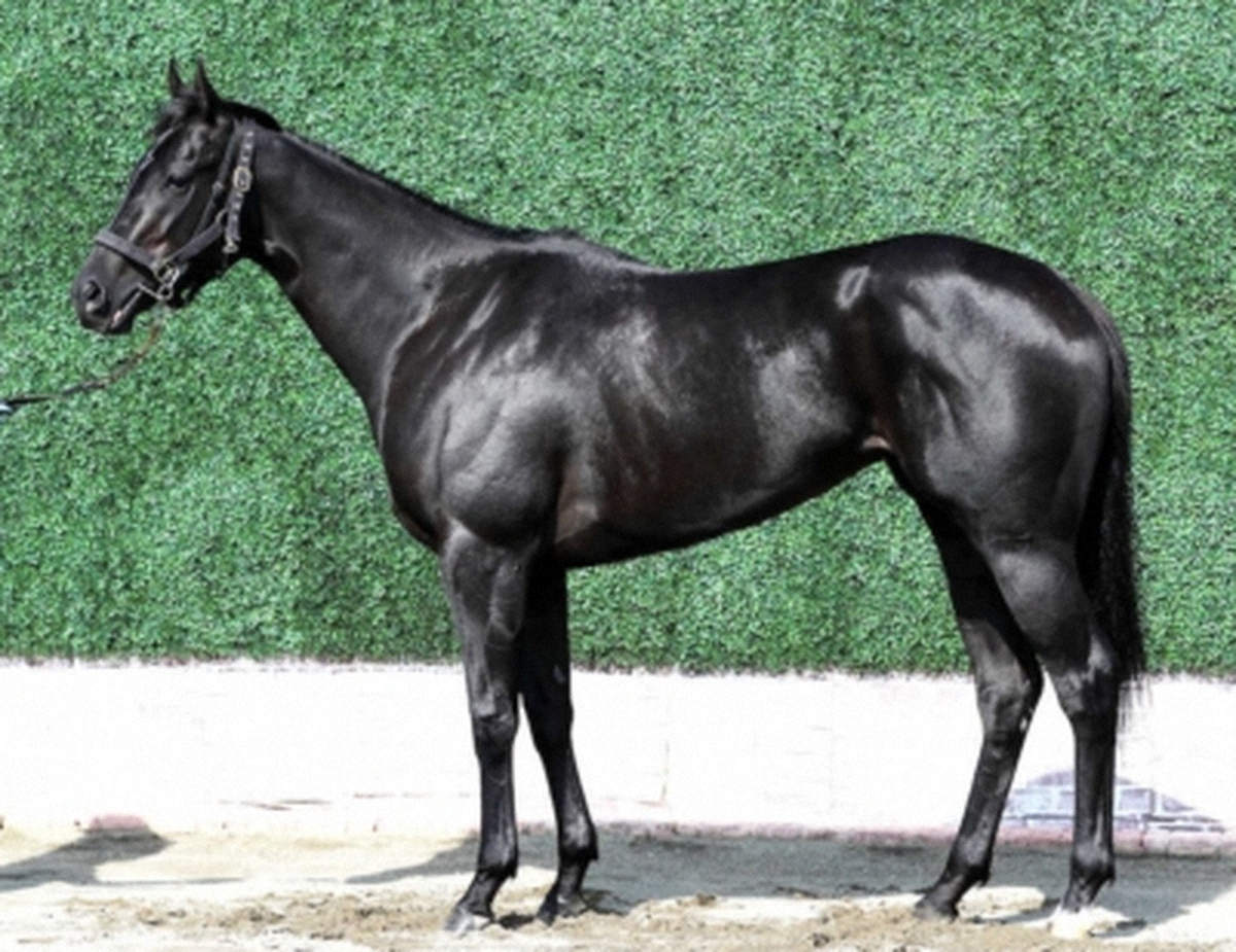 ペリファーニア