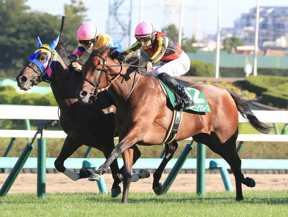 第8回 紫苑ステークス