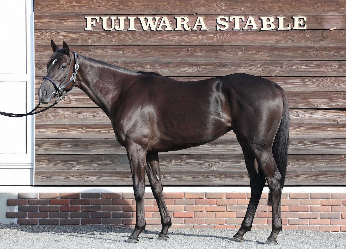 ケリフレッドアスク