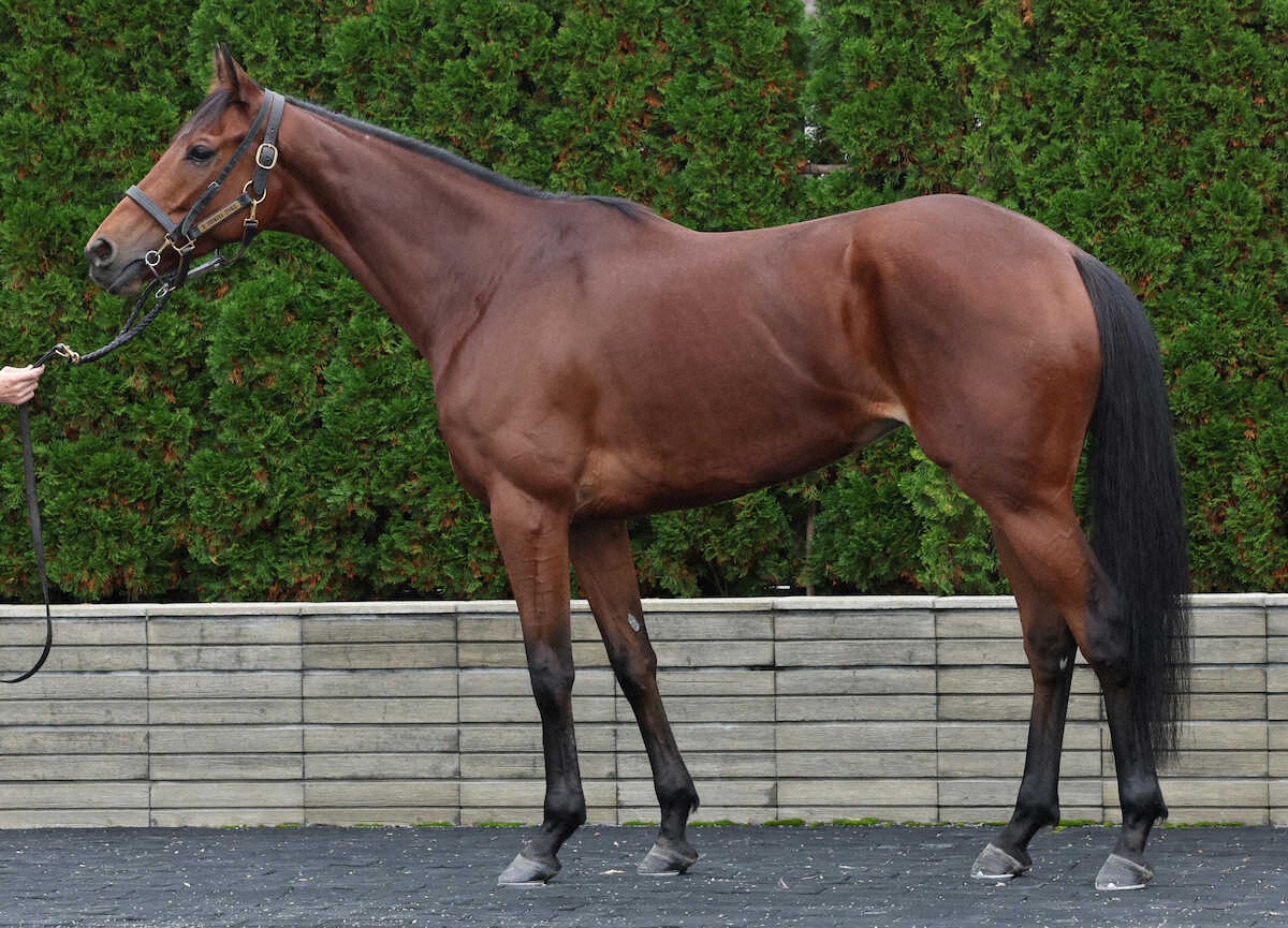 ココナッツブラウン