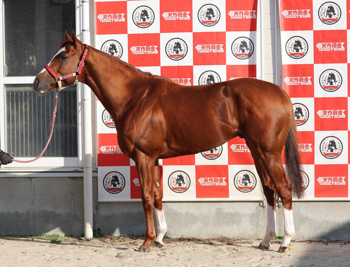 シンエンペラー