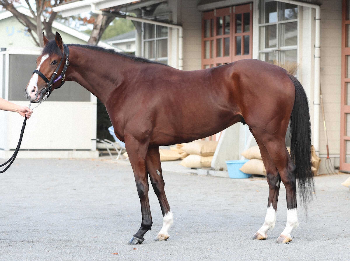 アドマイヤクワッズ