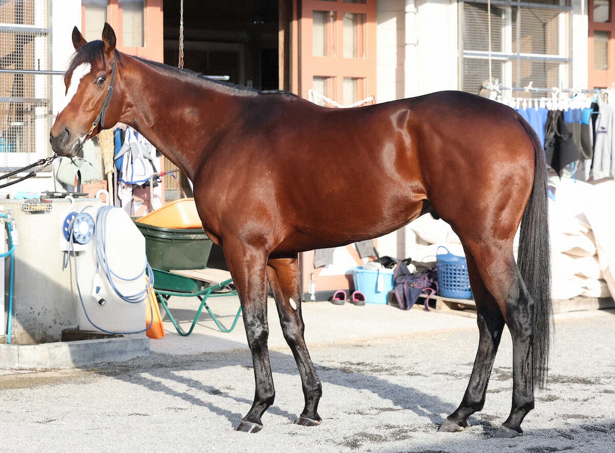 メイショウタバル