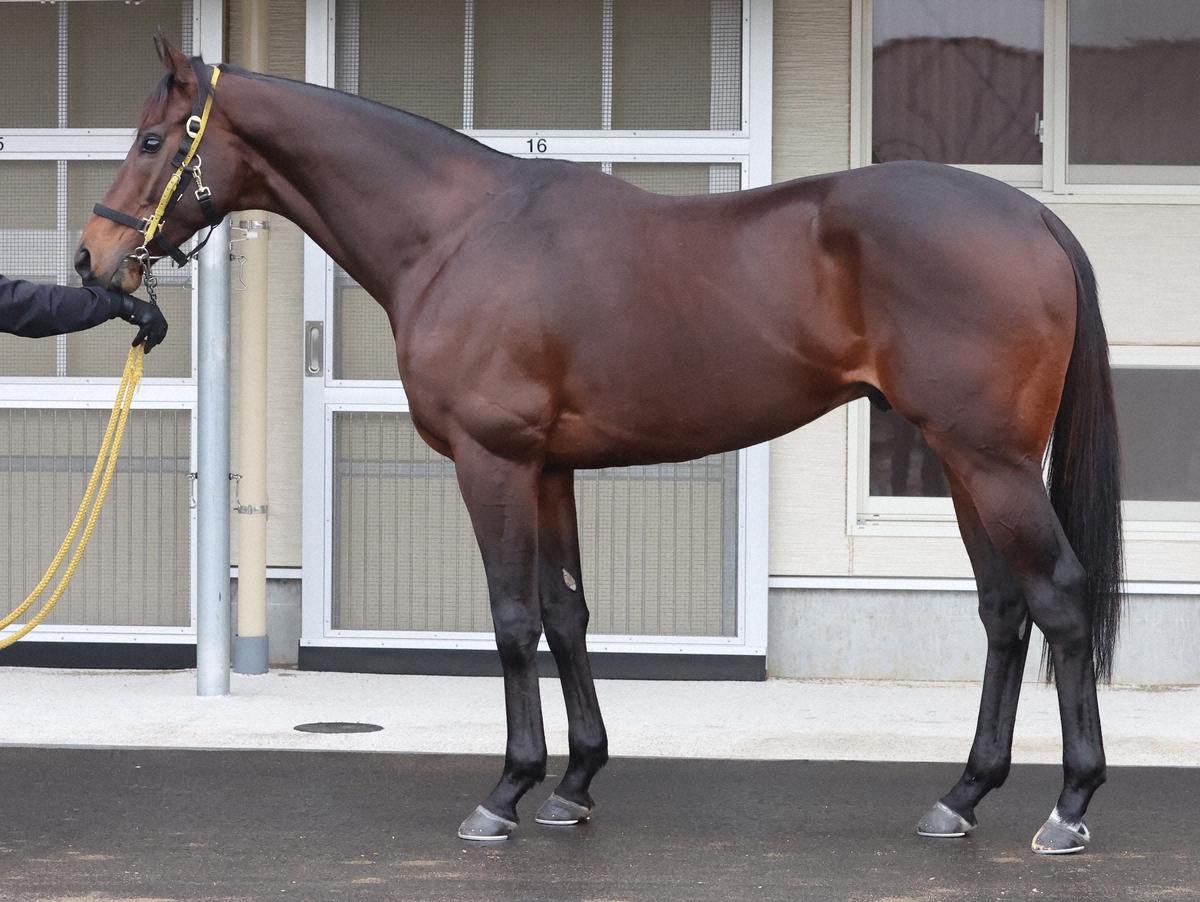 ウィルソンテソーロ