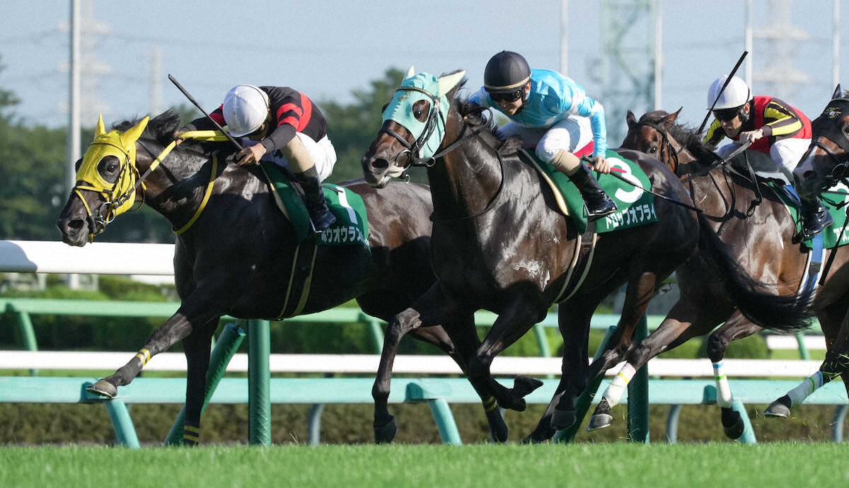 第71回 京成杯オータムハンデキャップ